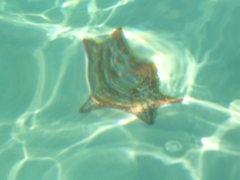 Une étoile de mer