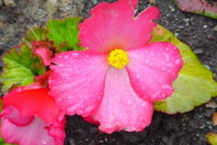 Fleurs
