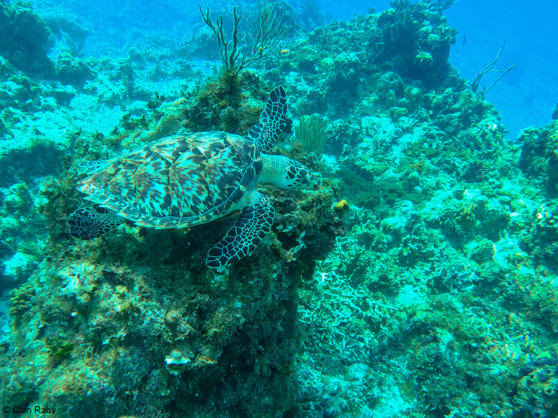 DCIM100GOPROGOPR2647.JPG