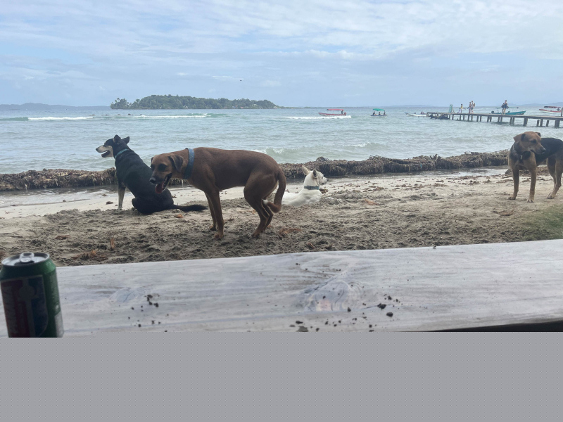 Panama-2023-S1-17