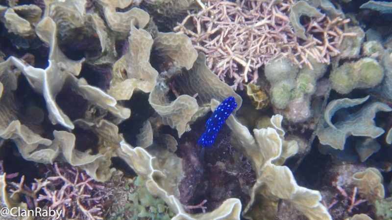 Panama2015-54