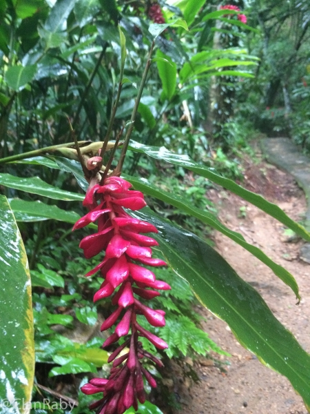 Roatan2018-53