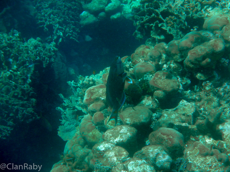 Roatan-2016-12