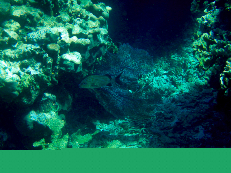 Roatan-2016-13