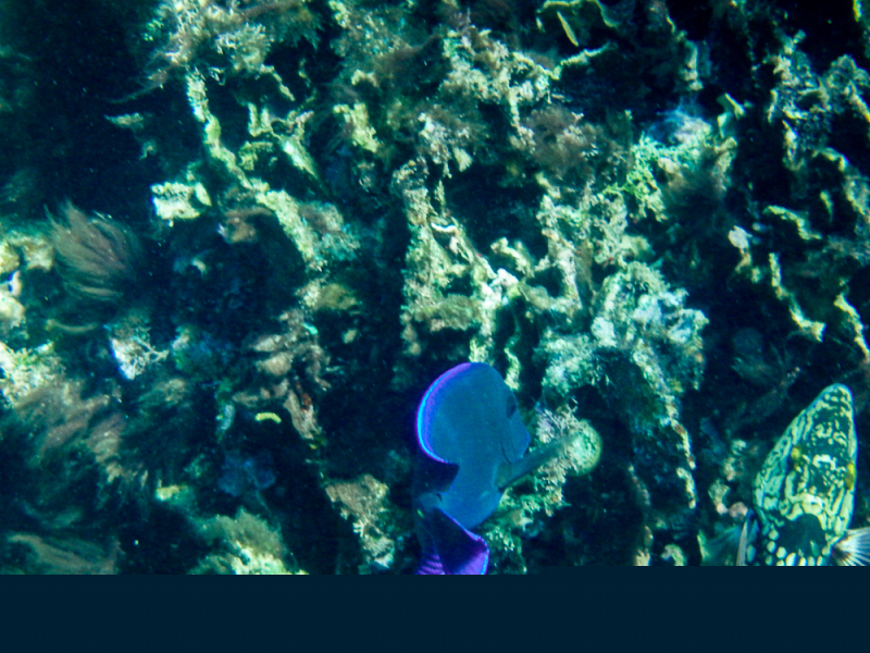 Roatan-2016-15