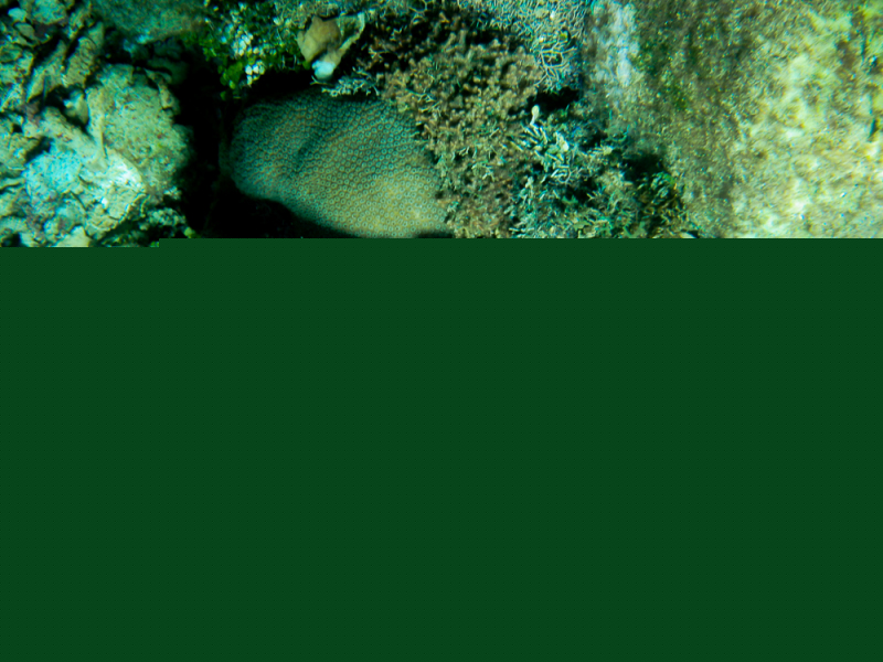 Roatan-2016-16