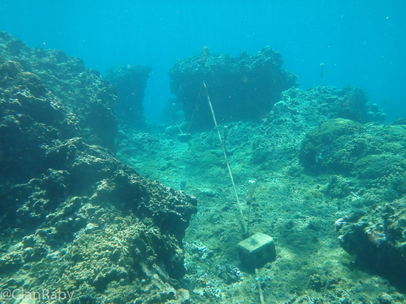 Roatan-2016-3