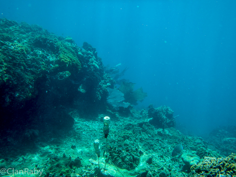 Roatan-2016-4