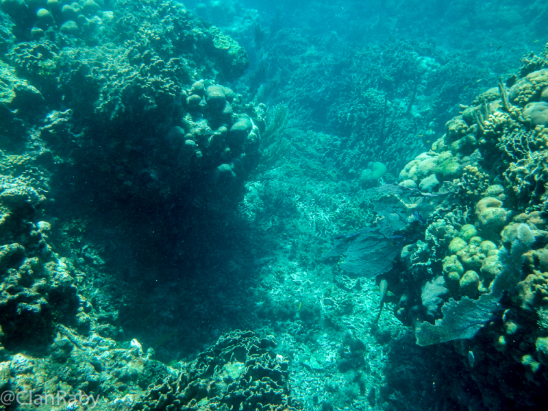Roatan-2016-5