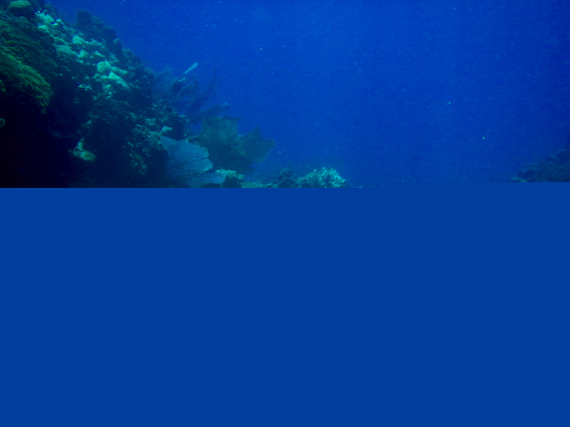 Roatan-2016-7