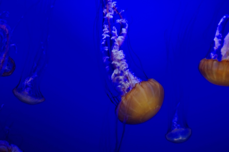 Aquarium Monterey
