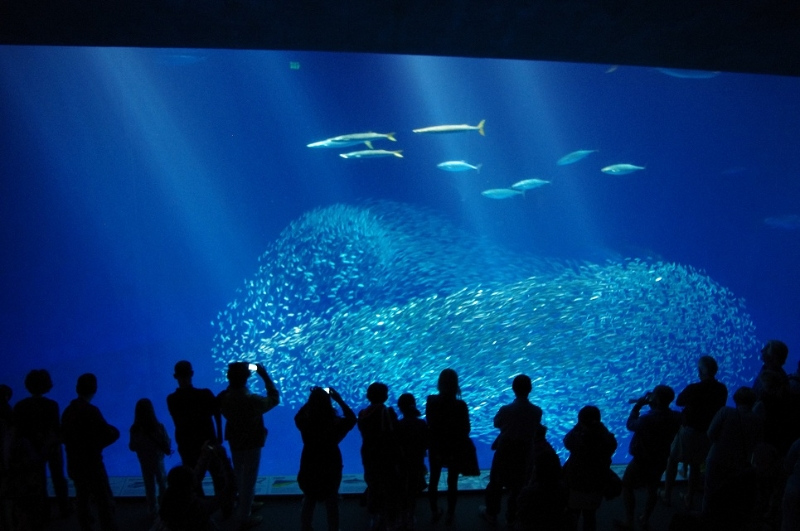 Aquarium Monterey