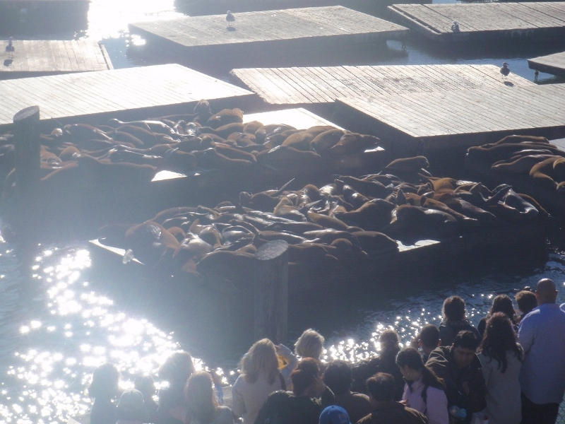 Les phoques au pier 39