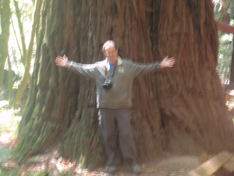 Un gros arbre