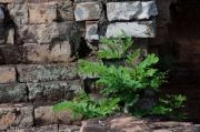 SiemReap-EastMebon-9