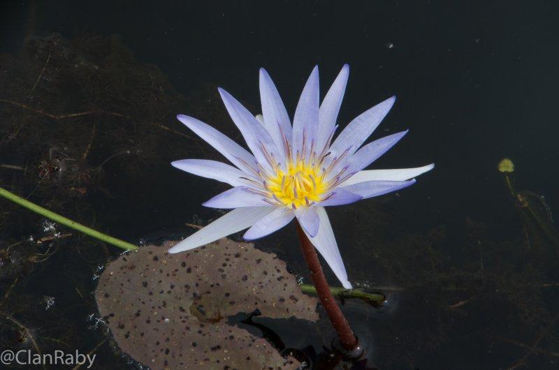 SiemReap-NeakPean-13