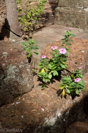 SiemReap-PreRup-12
