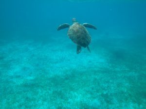 2024 – Playa Del Carmen – Mexico.